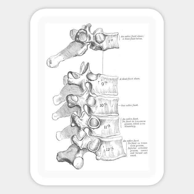 Antique Anatomy Papers Neck Gator Spine Anatomy Sticker by DANPUBLIC